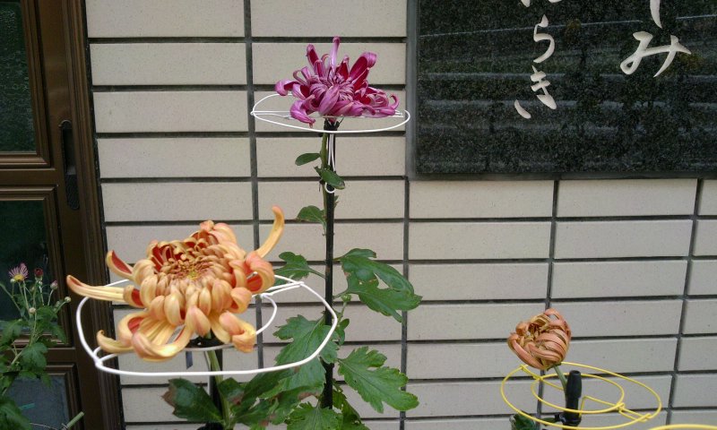 ファイル 1-1.jpg