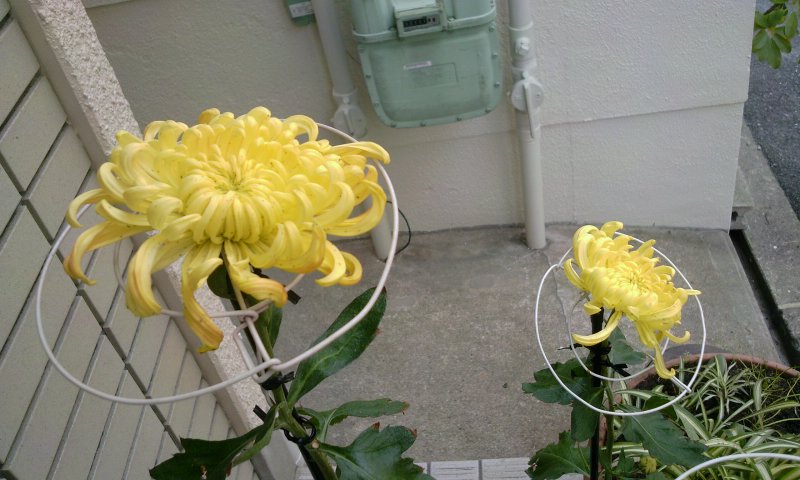 ファイル 1-2.jpg