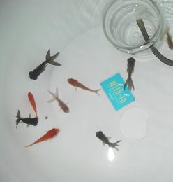 ファイル 139-1.jpg