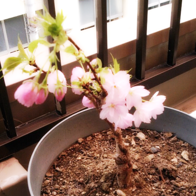 ファイル 198-1.png