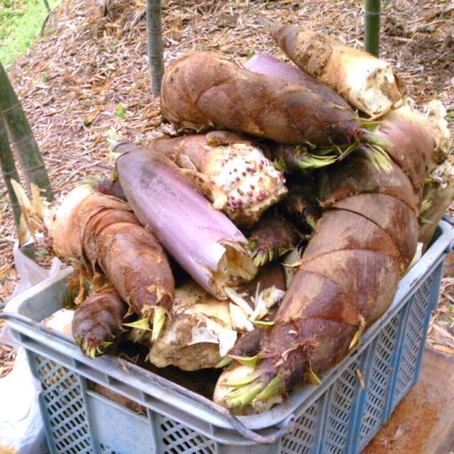 ファイル 215-3.png