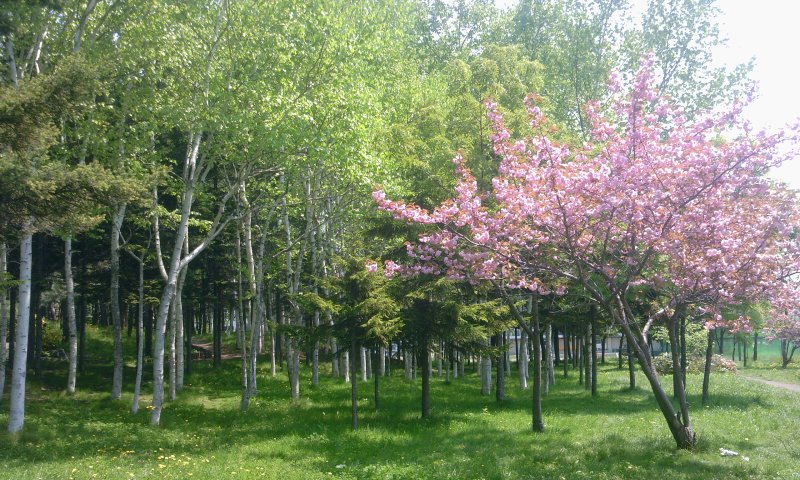 ファイル 227-2.jpg