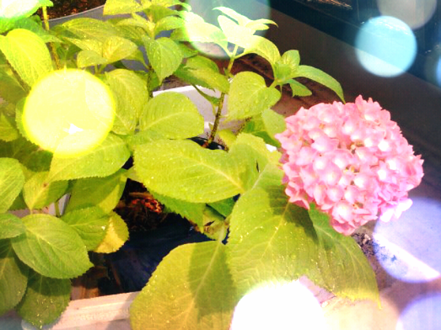 ファイル 232-1.png