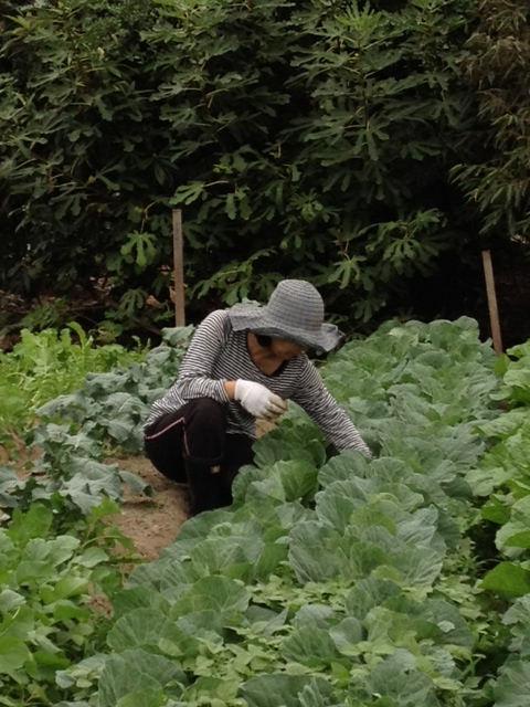 ファイル 273-3.jpg