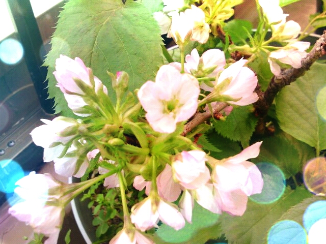 ファイル 318-1.jpg