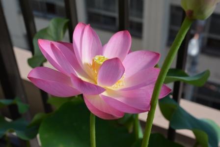 ファイル 340-1.jpg