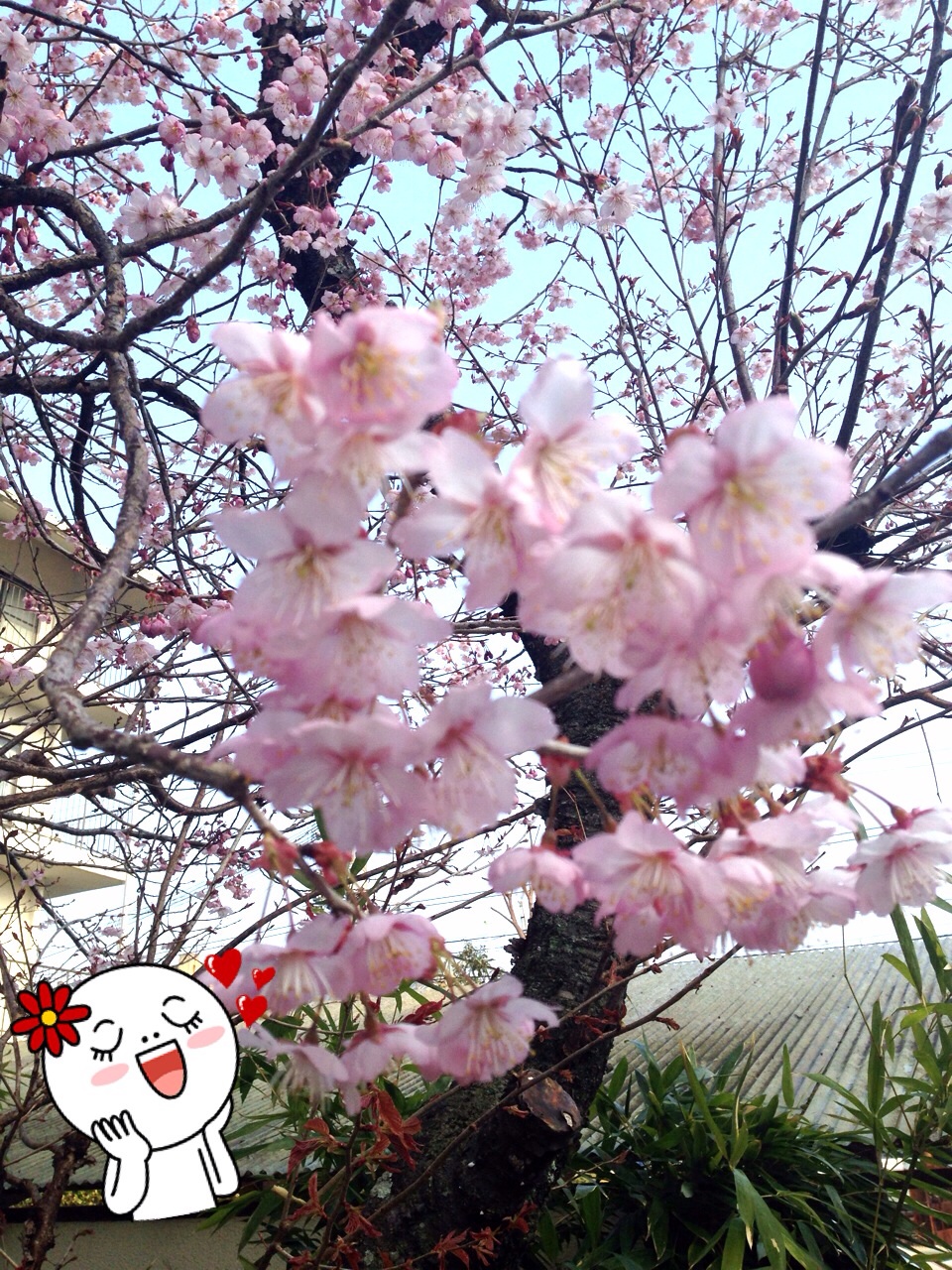 ファイル 393-1.jpg