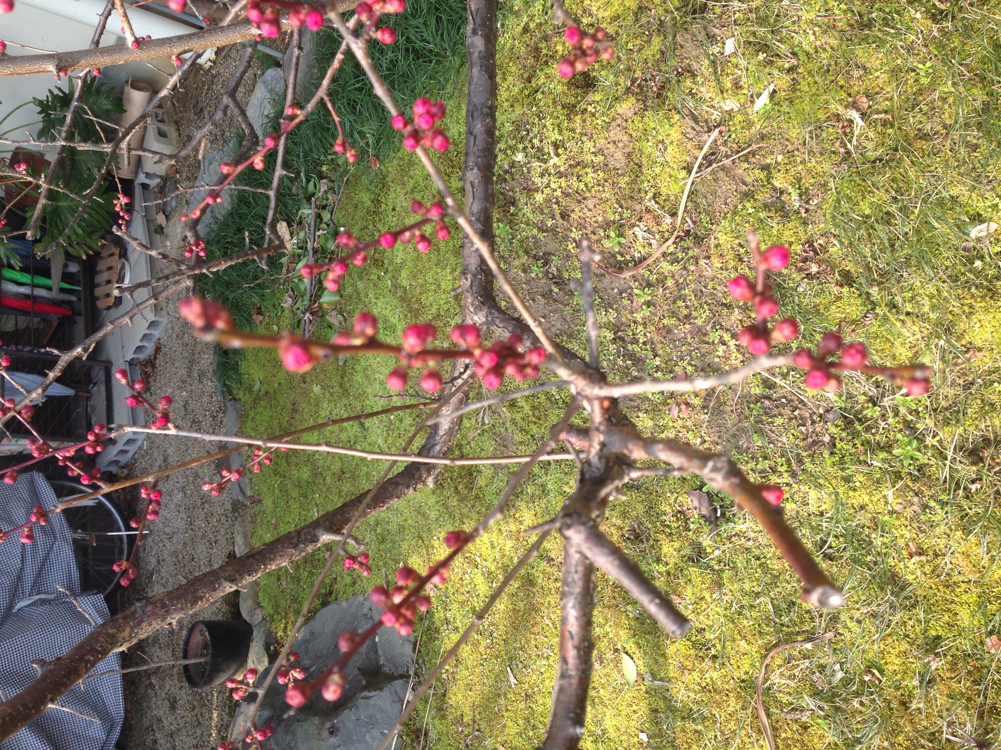 ファイル 393-4.jpg