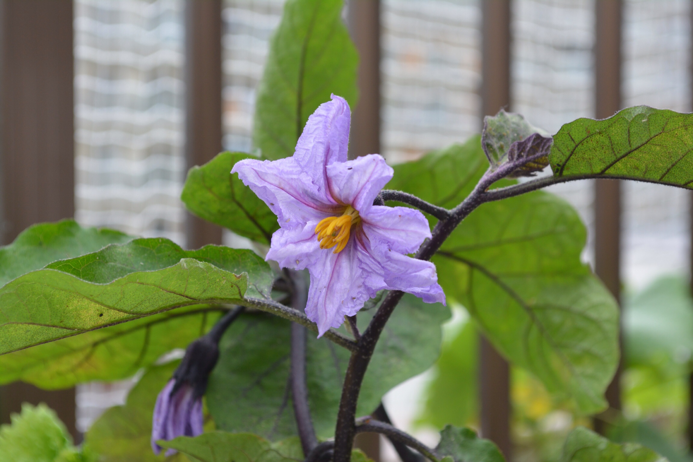 ファイル 412-1.jpg