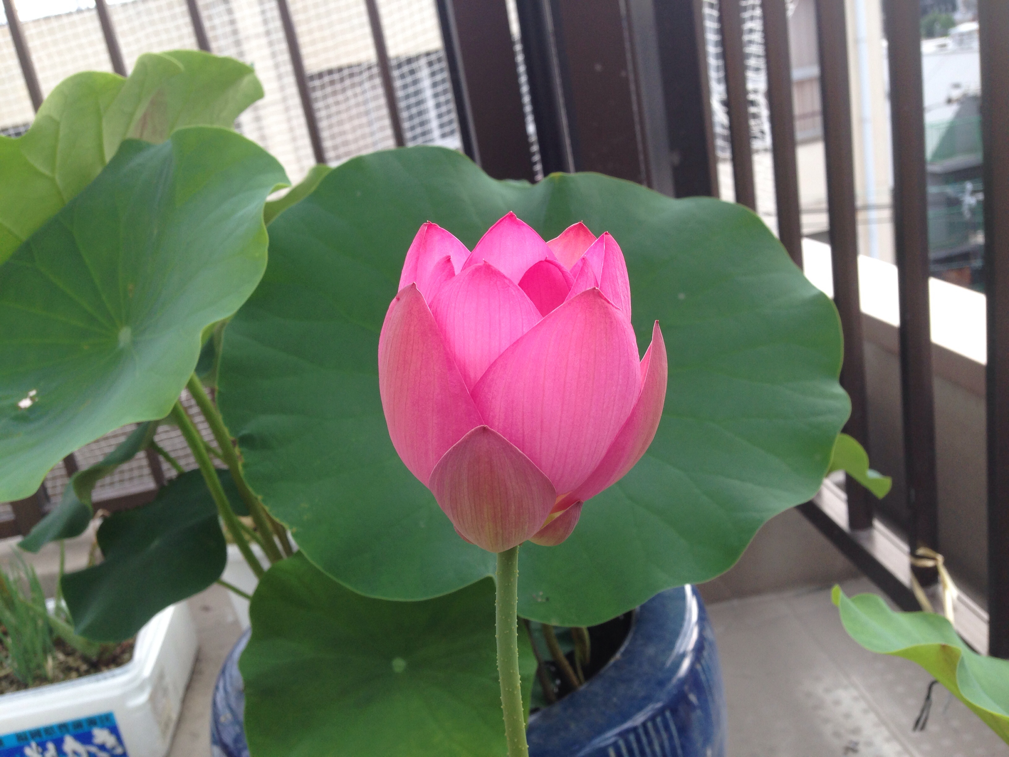 ファイル 412-2.jpg