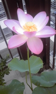 ファイル 414-2.jpg