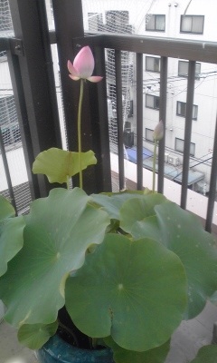 ファイル 414-3.jpg