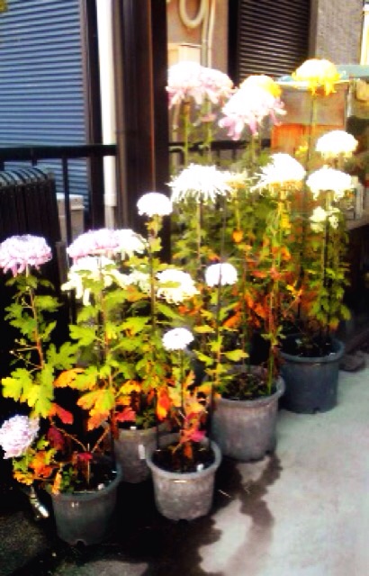 ファイル 430-1.jpg