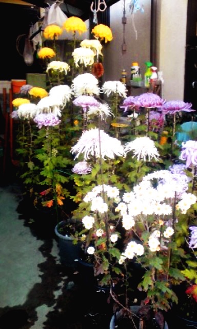 ファイル 430-2.jpg