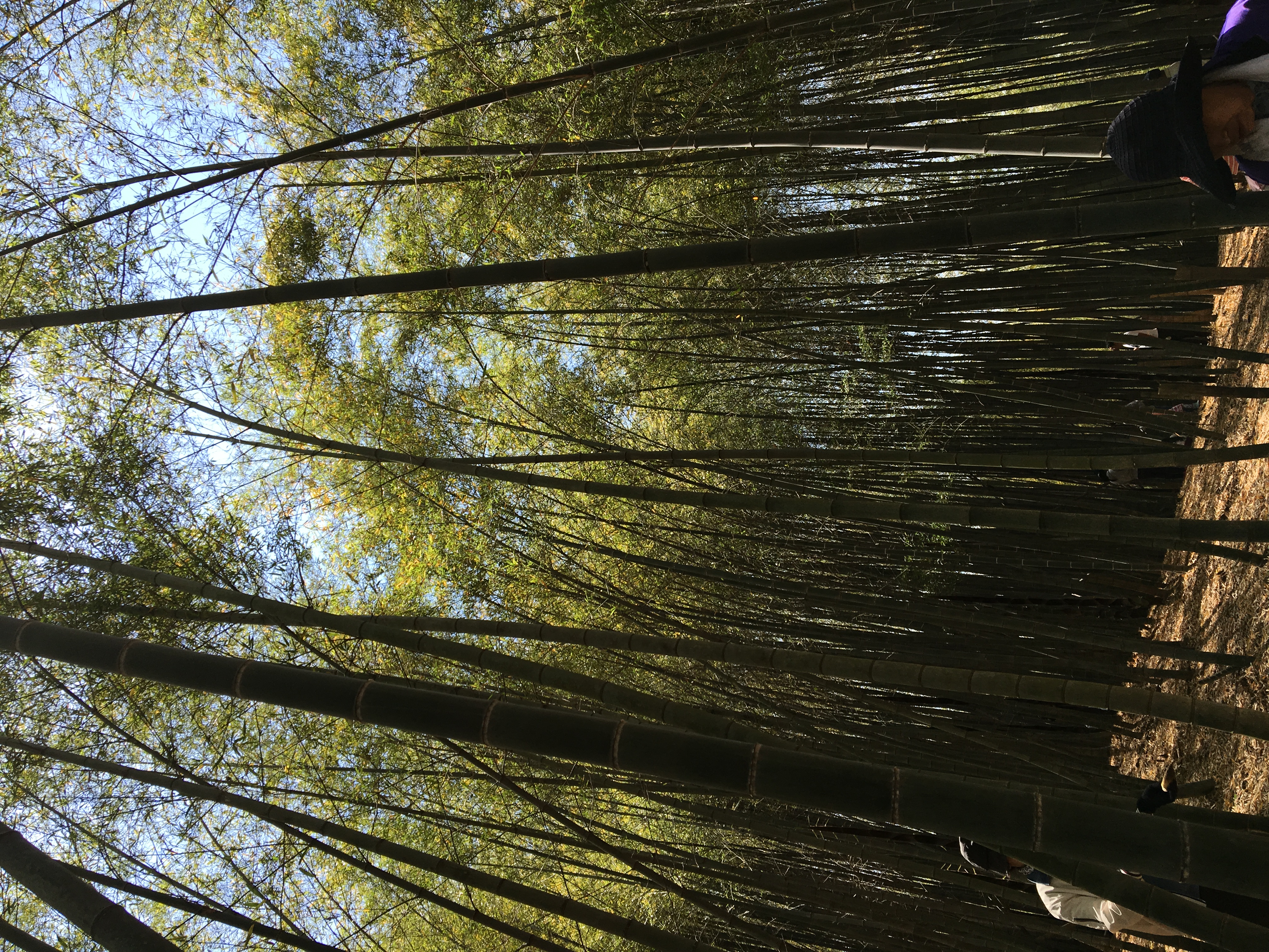 ファイル 485-1.jpeg