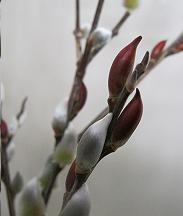 ファイル 79-2.jpg